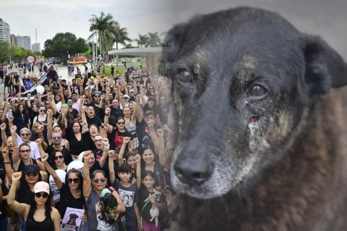 Manifestantes pedem justiça para o cão Orelha em ato na Ponta Negra. O protesto em Manaus cobra punição por maus-tratos e o fim da impunidade animal no Brasil.