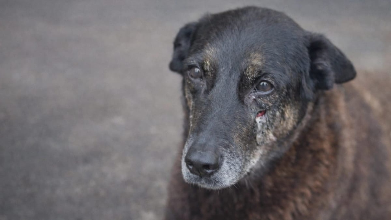 A investigação sobre a morte do cão Orelha resultou no pedido de internação de um adolescente e indiciamento de três adultos por coação em Santa Catarina.