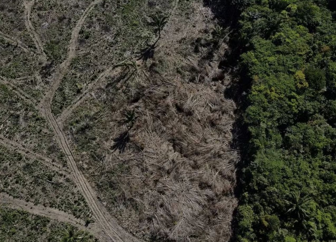 O desmatamento na Amazônia atinge níveis críticos em Terras Indígenas e Unidades de Conservação no Amazonas, segundo novo estudo do Imazon. Confira os dados.