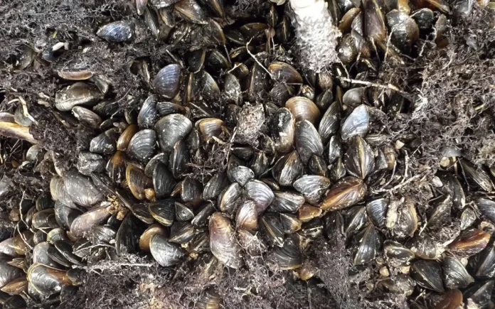 O mexilhão-dourado expande presença nos rios da Amazônia. Entenda os impactos ambientais e econômicos da espécie invasora detectada no Tocantins e Marajó.