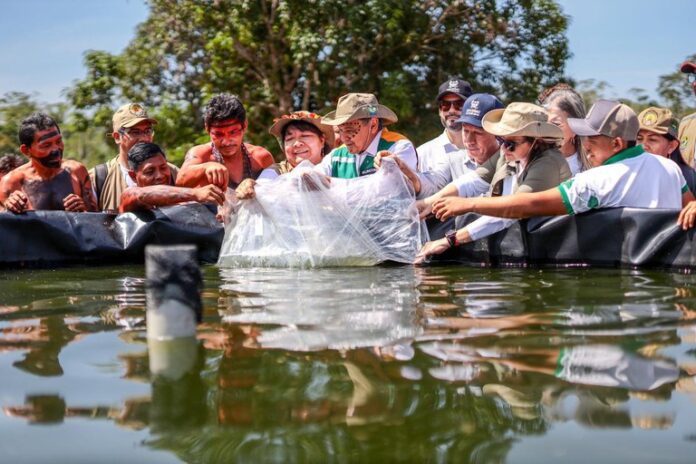 Conheça a nova unidade de soberania alimentar na Terra Indígena Yanomami que promove autonomia e combate a fome em comunidades afetadas pelo garimpo em Roraima.