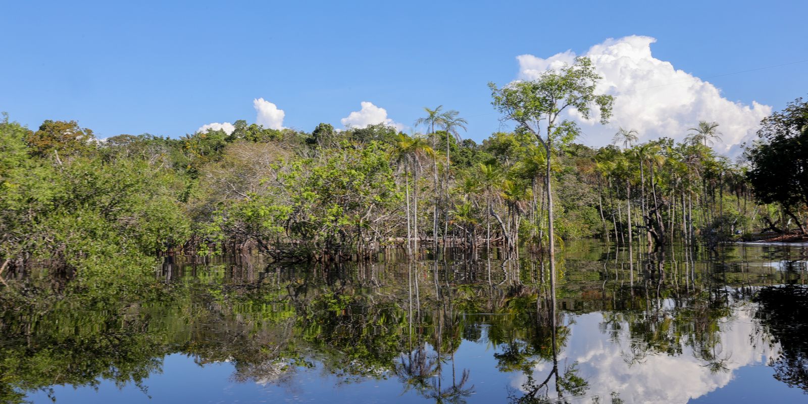 O programa Eco Invest Brasil teve regras alteradas e prazo estendido. Veja as novas exigências para projetos sustentáveis na Amazônia Legal.