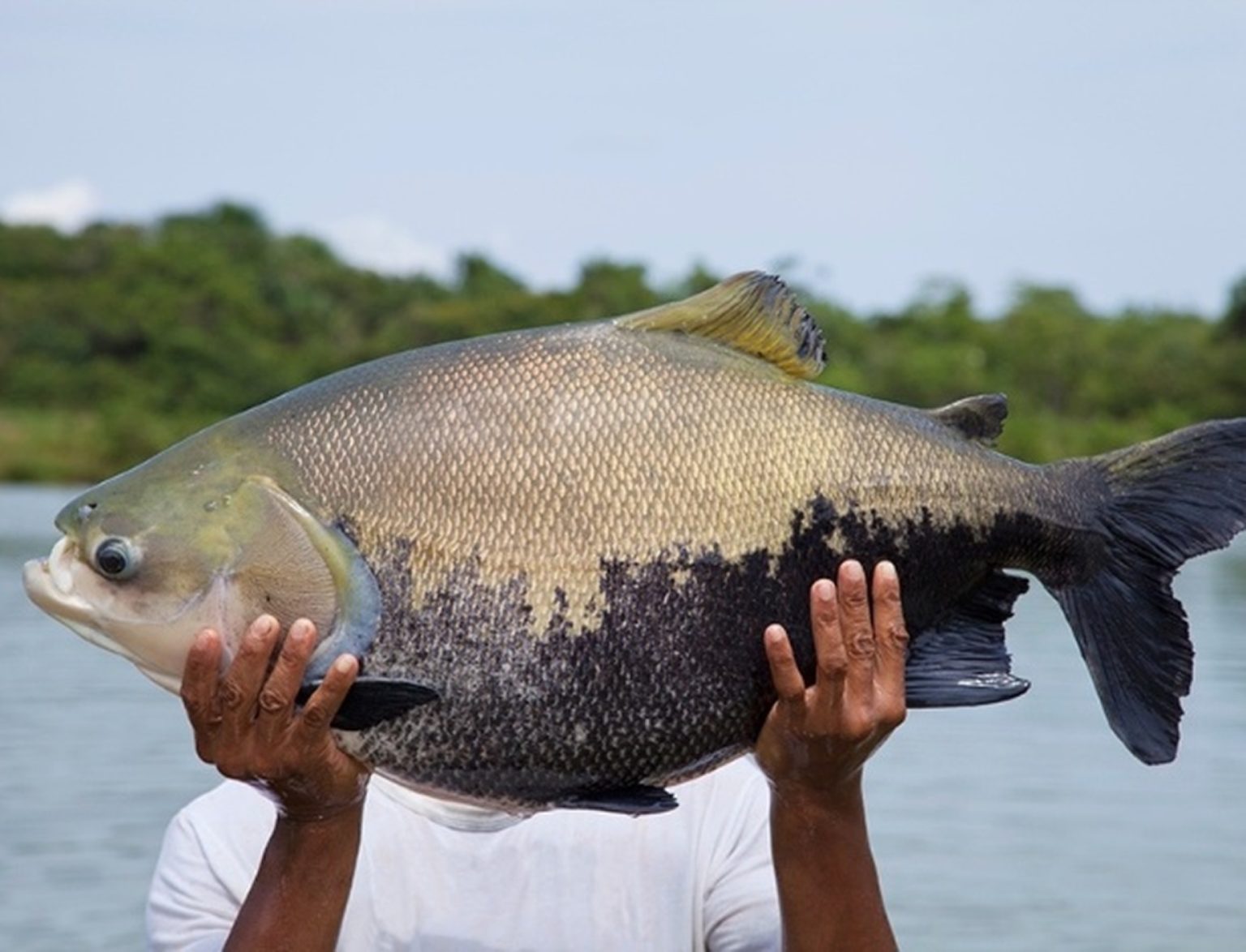 Defeso do tambaqui termina no Amazonas e pesca será liberada em abril. Veja regras, multas e impacto no abastecimento.