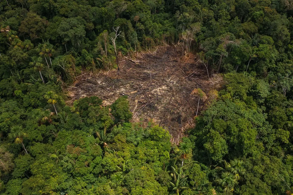 Confira os dados consolidados do Prodes 2025 para a Amazônia e Pantanal.