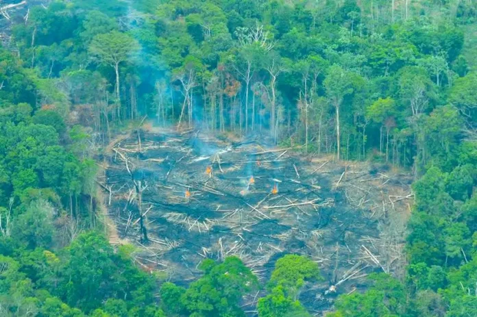 O desmatamento na Amazônia registrou queda de 41% no último semestre atingindo o menor nível em sete anos.