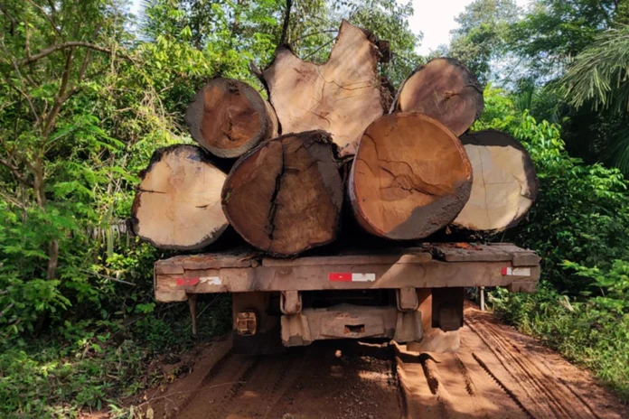 Operação Xapiri combate a extração ilegal de madeira nas TIs Diahui e Tenharim Marmelos, no Sul do Amazonas.