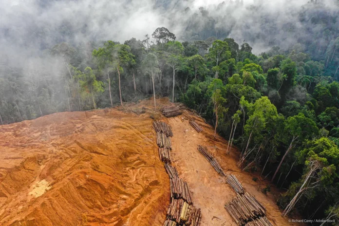 O desmatamento no Amazonas caiu 32% entre 2025 e 2026, mas o estado segue sob pressão. Confira os dados do Imazon sobre a preservação da Amazônia Legal.