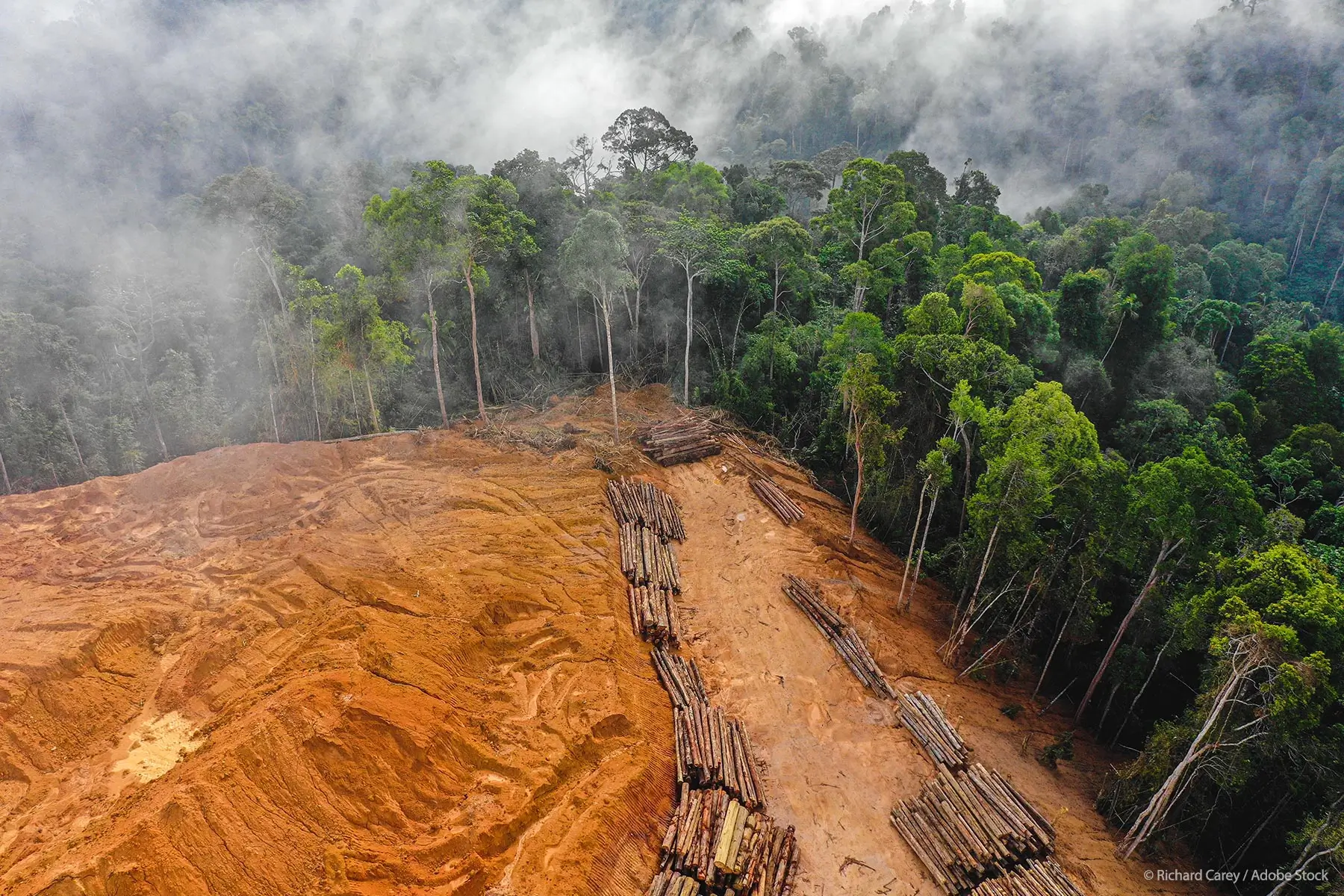 O desmatamento no Amazonas caiu 32% entre 2025 e 2026, mas o estado segue sob pressão. Confira os dados do Imazon sobre a preservação da Amazônia Legal.