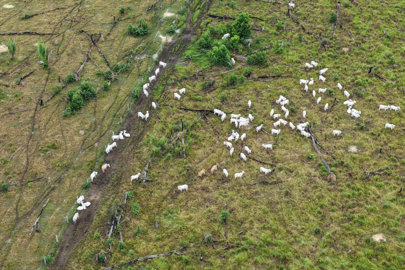 A Operação Tamoiotatá 6 aplicou R$ 1,7 milhão em multas em Humaitá por desmatamento e criação irregular de animais.