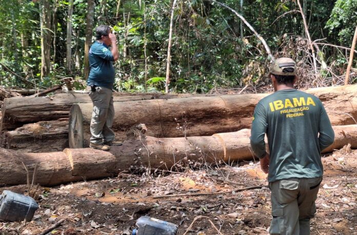 Agentes do Ibama sofrem emboscada durante operação contra madeira ilegal em Manicoré, no sul do Amazonas. Veículo foi incendiado e PF investiga.