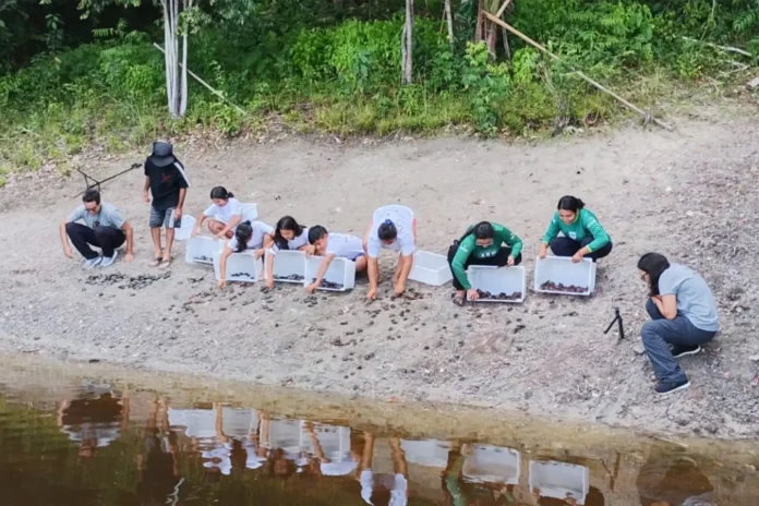 A RDS Puranga Conquista registrou a soltura de 980 quelônios. Ação envolve moradores e cientistas na proteção de espécies como tracajás e cabeçudos no AM.