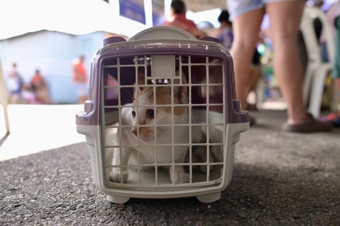 Participe da ação de castração gratuita da Sepet no bairro Santo Antônio, em Manaus.