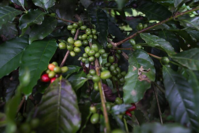Conheça a Lei 8.139 que prioriza a compra do Café Robusta Amazônico pelos órgãos públicos do Amazonas, fortalecendo a economia e os produtores locais.