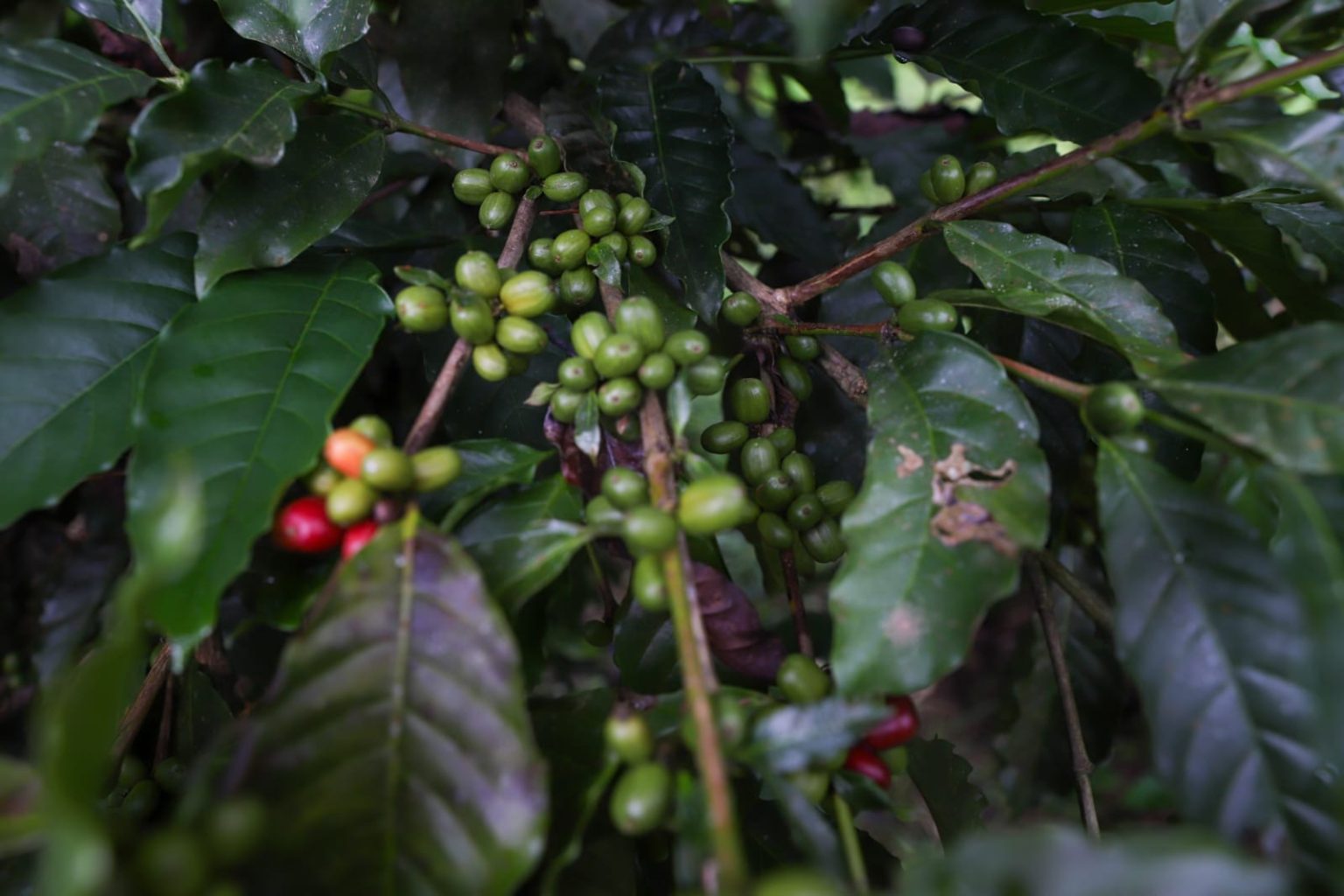 Conheça a Lei 8.139 que prioriza a compra do Café Robusta Amazônico pelos órgãos públicos do Amazonas, fortalecendo a economia e os produtores locais.