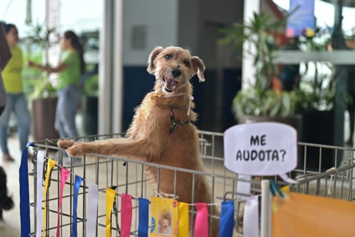 Participe do evento de adoção animal e vacinação gratuita no Shopping Ponta Negra neste sábado.