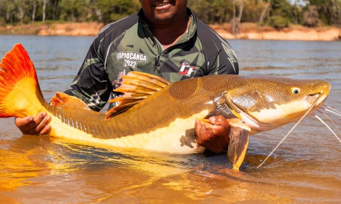 A COP15 aprovou planos para proteger bagres gigantes e a ariranha, fortalecendo a cooperação internacional e a preservação dos rios na Amazônia.