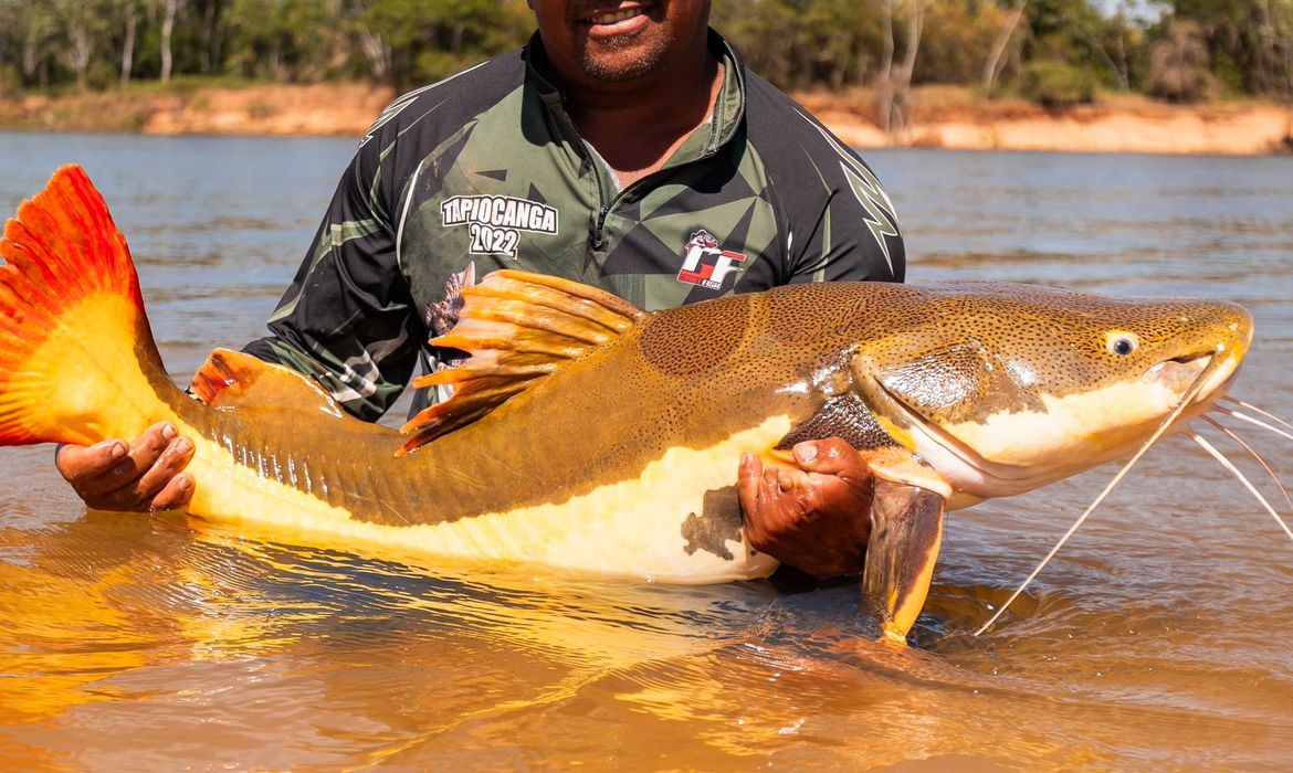 A COP15 aprovou planos para proteger bagres gigantes e a ariranha, fortalecendo a cooperação internacional e a preservação dos rios na Amazônia.