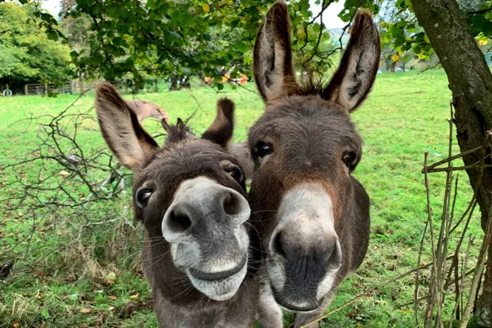 Entidades e cientistas solicitam a revisão da decisão sobre o abate de jumentos no Brasil, alertando para riscos sanitários e ameaça de extinção da espécie.