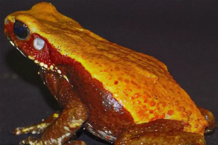 Pesquisadores do Butantan descobrem que o veneno de sapo cururu da Amazônia possui proteínas capazes de combater bactérias e servir para novos antibióticos.