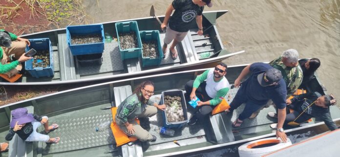 A soltura de quelônios no Amazonas atingiu 21 mil filhotes na RDS Piagaçu-Purus.