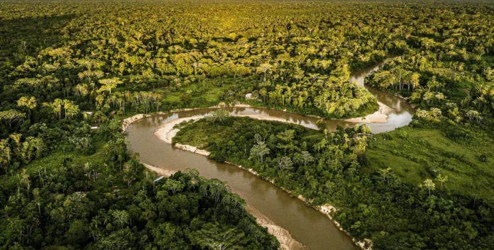 Brasil reduz perdas florestais em 2025 em 42%, segundo estudo, influenciando queda global na perda de cobertura arbórea