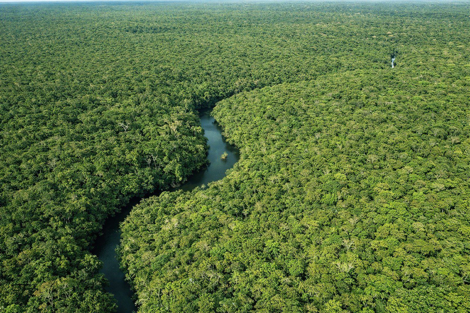 O desmatamento no Amazonas registrou queda de 30,1% no primeiro trimestre de 2026.