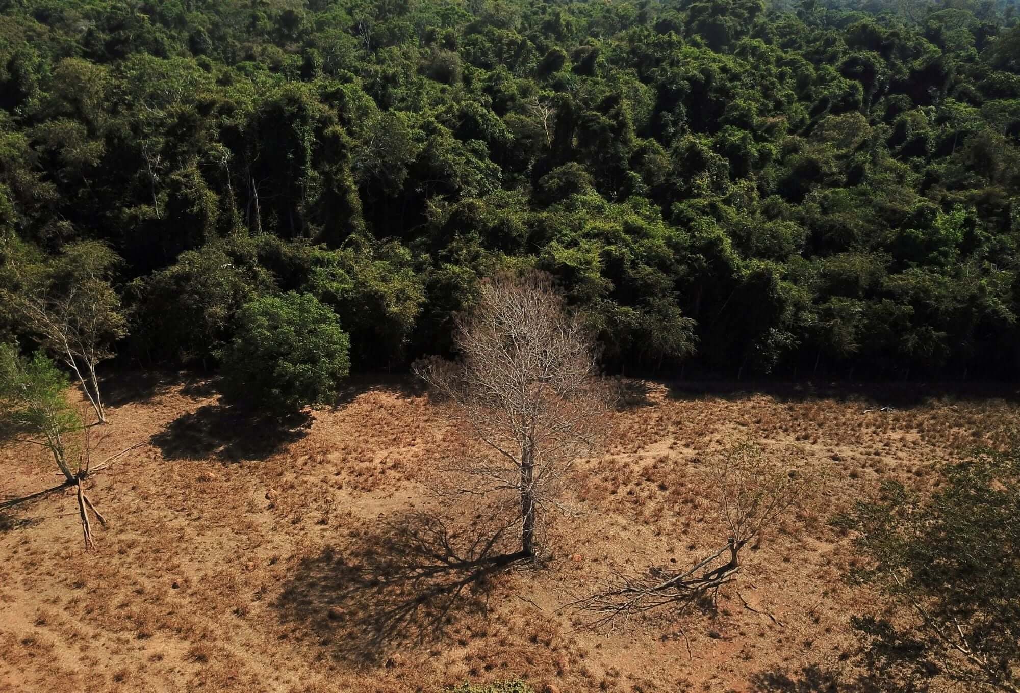 Estudo descarta savanização da Amazônia e mostra recuperação da floresta após queimadas, com perda de biodiversidade e maior vulnerabilidade.