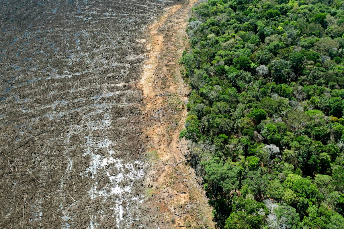 Desmatamento na Amazônia cai 17% no trimestre, mas alta em março preocupa especialistas e reforça necessidade de fiscalização.