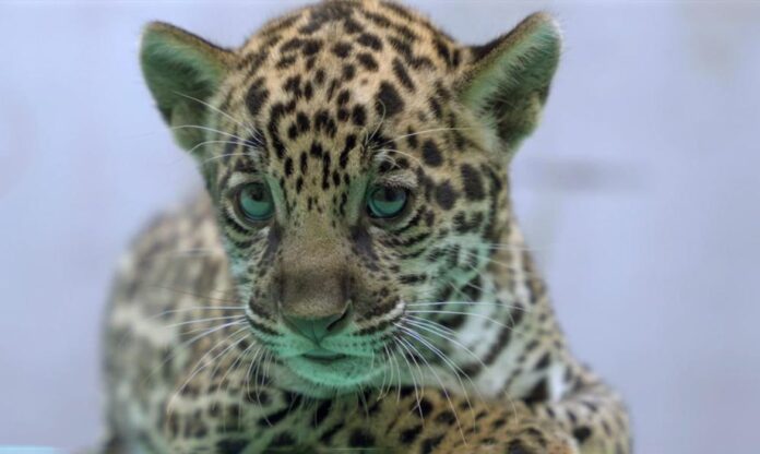 Onça-pintada Xingu nasce no BioParque Vale Amazônia e reforça conservação da espécie ameaçada no Brasil
