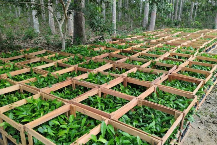 O Idam distribuiu 39.300 mudas de castanheira para 309 agricultores no AM.