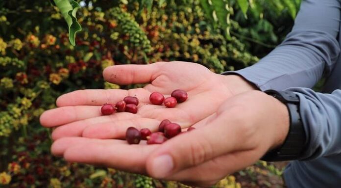 A cafeicultura no Amazonas cresceu 340% entre 2021 e 2025. Entenda como o Robusta Amazônico e o apoio do Idam revolucionaram a produção de café no estado.