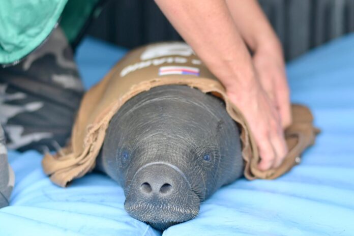 Um filhote de peixe-boi-da-Amazônia foi resgatado em Itacoatiara após tentativa de caça ilegal. O animal ferido segue para reabilitação de longo prazo no Inpa.