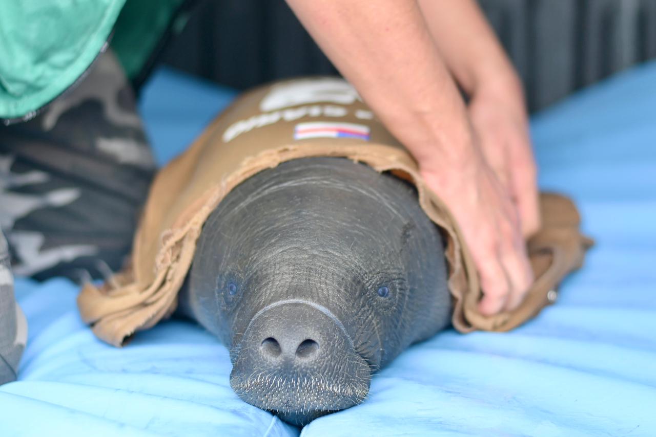 Um filhote de peixe-boi-da-Amazônia foi resgatado em Itacoatiara após tentativa de caça ilegal. O animal ferido segue para reabilitação de longo prazo no Inpa.