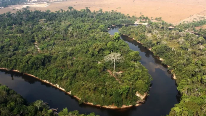 Desmatamento ilegal no AM leva Justiça a embargar fazenda, suspender benefícios e bloquear R$ 51,5 milhões para reparar danos ambientais.