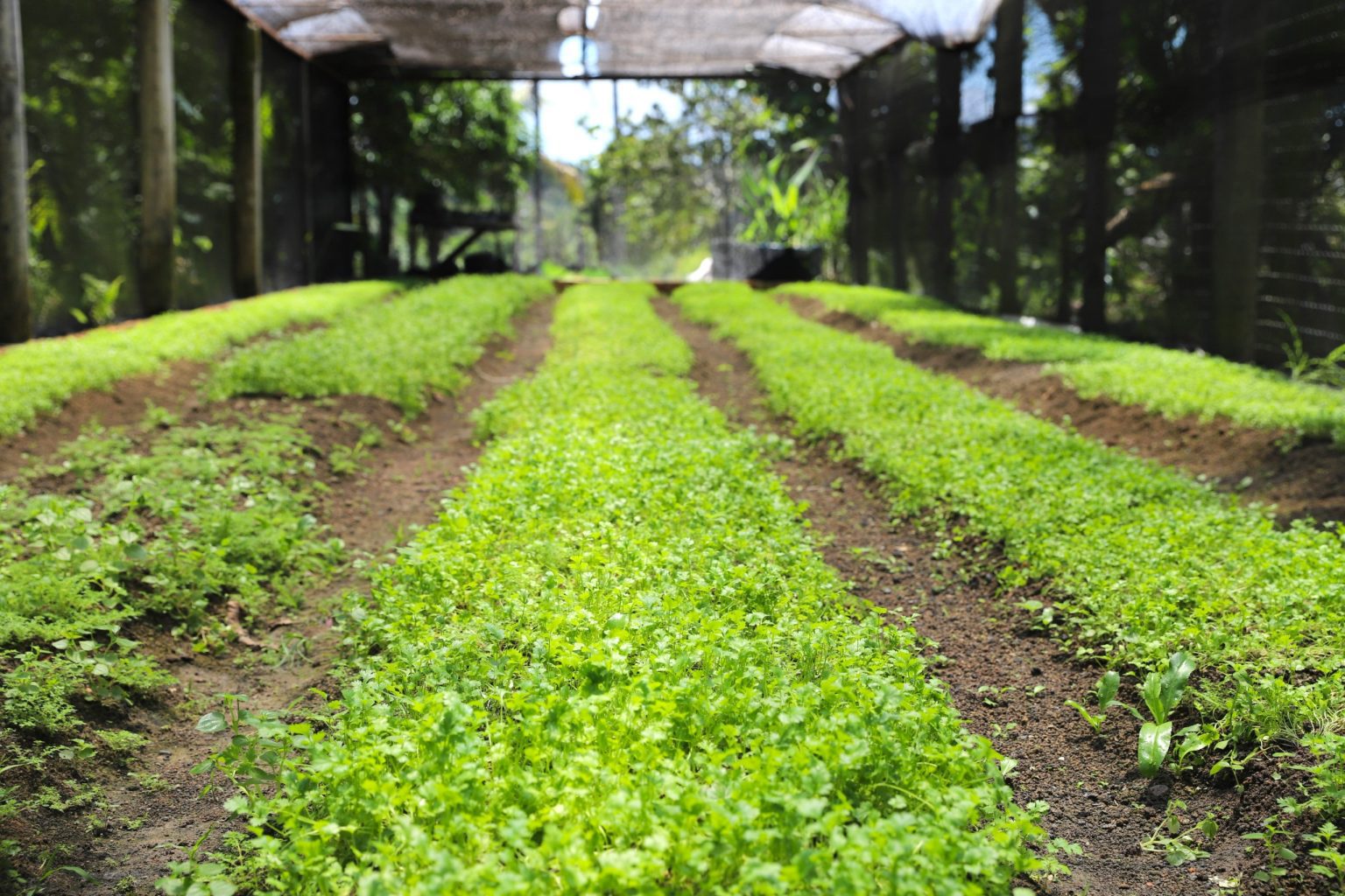Conheça as estratégias do Plano ABC+ no Amazonas para promover a agropecuária de baixa emissão de carbono e capacitar 500 produtores rurais no interior.