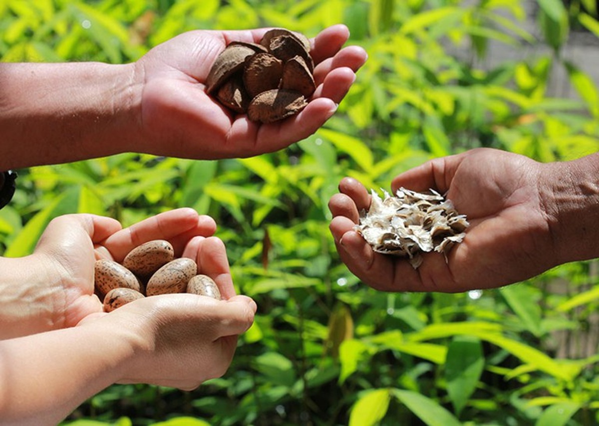 Bolsas de estudo para bioeconomia amazônica oferecem imersão, apoio financeiro e prêmios para desenvolver negócios sustentáveis na floresta.