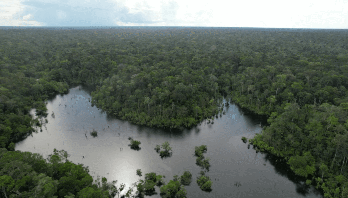 O edital de concessão florestal na Gleba Castanho prevê manejo sustentável no Amazonas e R$ 77 milhões em investimentos.