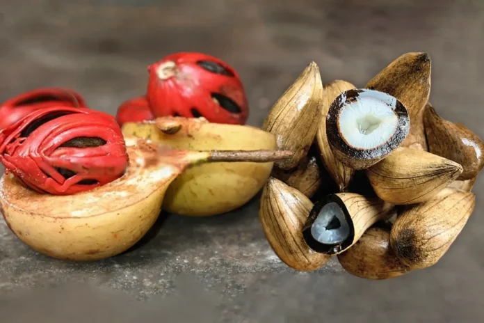 Conheça os sistemas farmacêuticos criados com biodiversidade amazônica que substituem sintéticos por manteigas de murumuru e ucuúba em remédios inovadores.