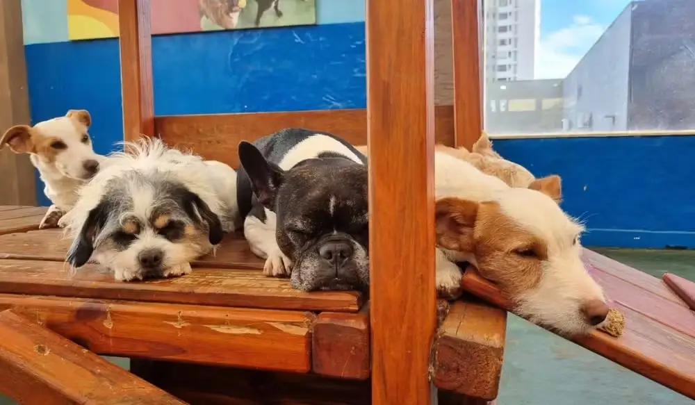 Conheça as novas regras da guarda compartilhada de pets em casos de divórcio.