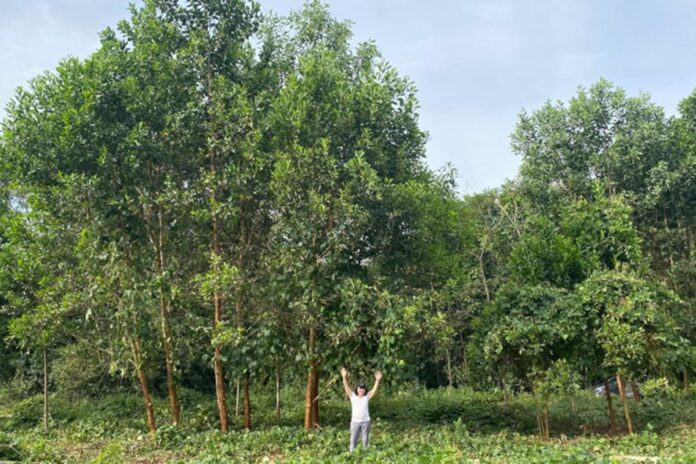 Solo ancestral da Amazônia acelera crescimento de árvores em até 88%, aponta estudo da USP sobre terra preta e micro-organismos