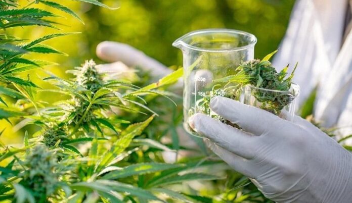 A Anvisa autorizou a exportação de cannabis medicinal produzida no Brasil. Confira as novas regras da RDC 1.015 para fabricação, THC e comércio de insumos.