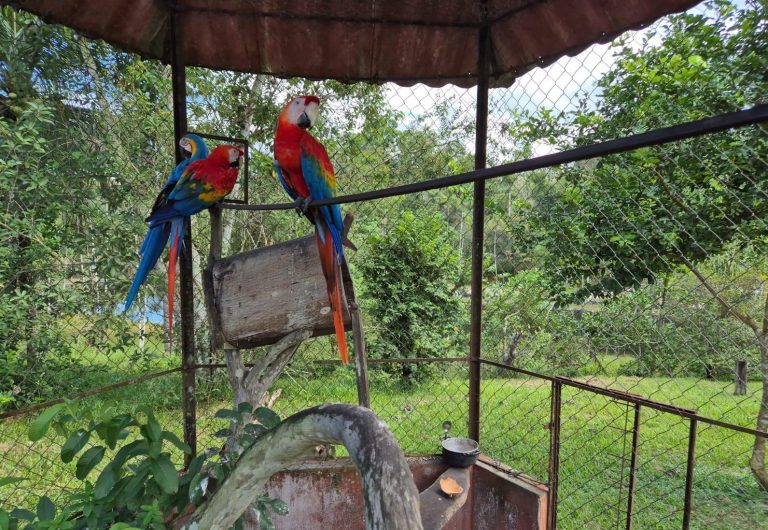 Cativeiro ilegal em Manaus: operação resgata 15 animais silvestres, aplica R$ 57 mil em multas e autua cinco pessoas.