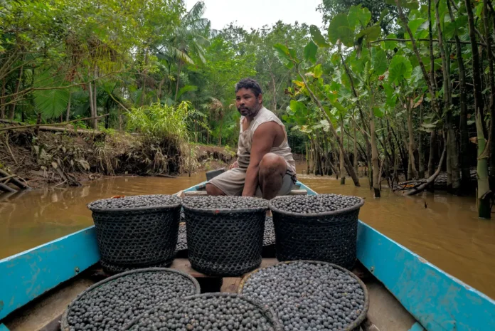 Governo Federal anuncia R$ 150 milhões do Fundo Amazônia para apoiar pesquisas voltadas às cadeias do açaí, cacau e babaçu na Amazônia Legal.