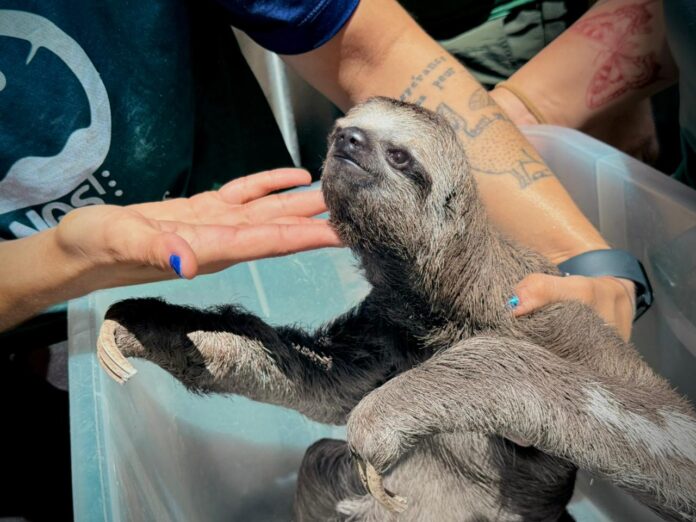 Operação Anhangá 2 prende quatro pessoas por exploração de animais silvestres em Iranduba e resgata jacarés e preguiça usados em turismo ilegal.