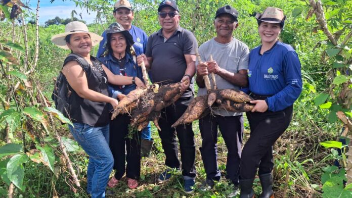 Idam realiza colheita experimental para avaliar o cultivo de mandioca em São Sebastião do Uatumã e distribui sementes para fortalecer a agricultura familiar.