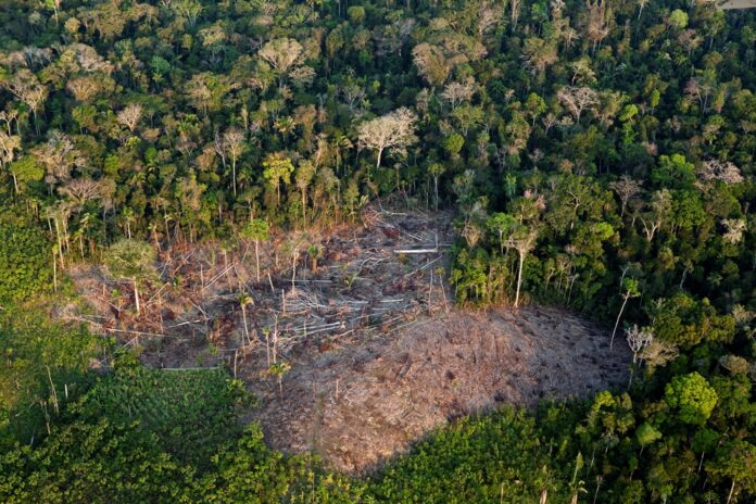 Novo relatório revela que áreas protegidas registram desmatamento zero em 67% da região amazônica, marcando o menor índice de destruição em 8 anos.