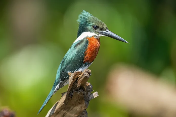 Participe do mapeamento da fauna brasileira lançado pelo IBAMA. O Programa Caminhos da Biodiversidade busca fortalecer a conservação e o turismo sustentável.