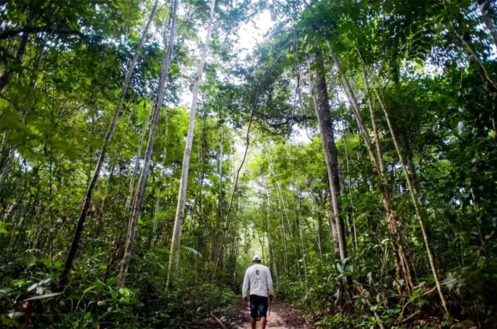 O Reino Unido concluiu o repasse de R$ 500 milhões ao Fundo Amazônia e se tornou o segundo maior financiador do mecanismo de conservação ambiental.
