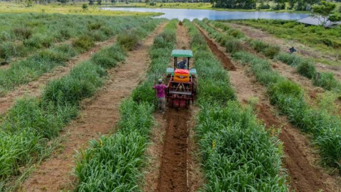 Ipaam licencia sistema agroflorestal em Careiro com cultivo de espécies agrícolas e florestais em área de 101 hectares no Amazonas.
