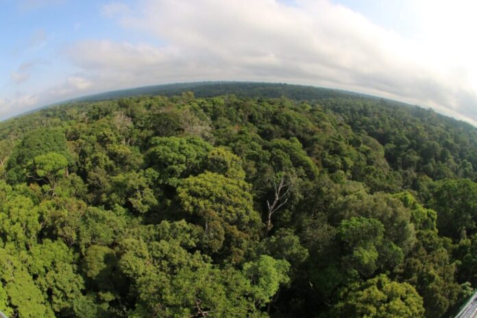 Desmatamento no Amazonas caiu 57% entre janeiro e maio de 2026, segundo o Inpe. Alertas também tiveram redução de 45%.